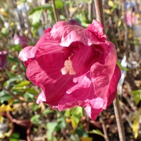 Vrtni hibiskus ‘Pompei’