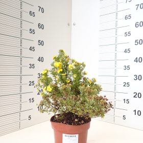POTENTILLA KOBOLD