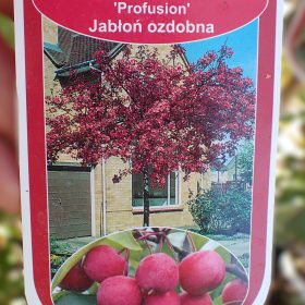 Ukrasna jabuka 'Profusion'