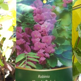 Bagrem 'Purple Robe'