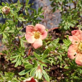 Grmičasta peteroprsta 'Red Lady'