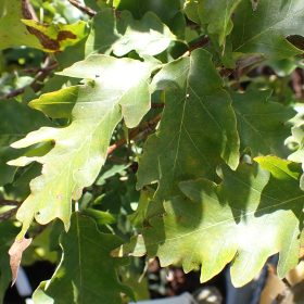 Bukev 'Rohan Green Weeping'