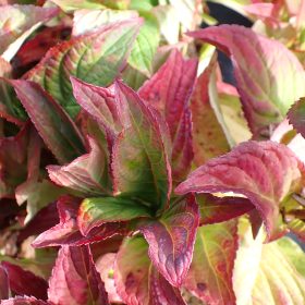 Planinska hortenzija ‘Santiago’