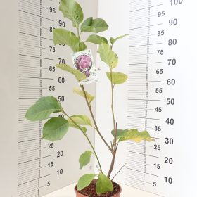 Magnolija 'Satisfaction'