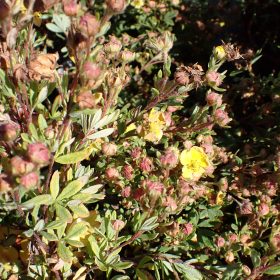 Grmičasta peteroprsta 'Sommerflor'