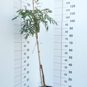 SORBUS BUSINKA