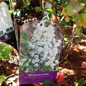 Spiraea prunifolia
