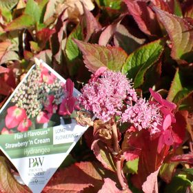 Planinska hortenzija ‘Flair & Flavours® Strawberry 'n Cream’