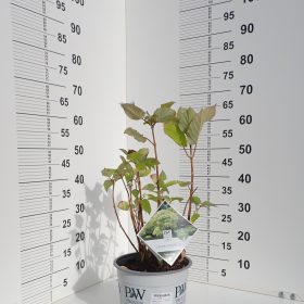 Hortenzija ‘Sublime Annabelle’