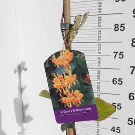 Lonicera x tellmanniana ( Kozokrvina )