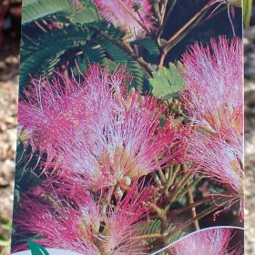 Albicija 'Tropical Dream'