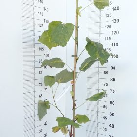 TULIPANOVAC MEDIOPICTUM