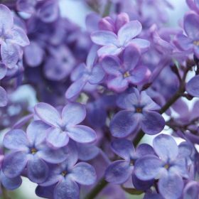 Lila 'Amethyst'