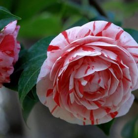 Kamelija 'Bicolor'