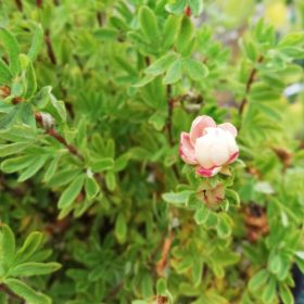 Grmolika petoprsta 'Double Punch Pastel'