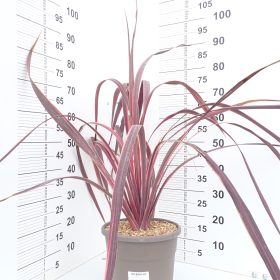 Kordilina 'Electric Pink'