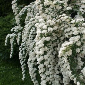 Suručica 'June Bride'
