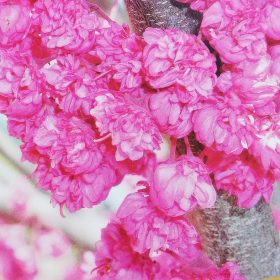 pink pompoms
