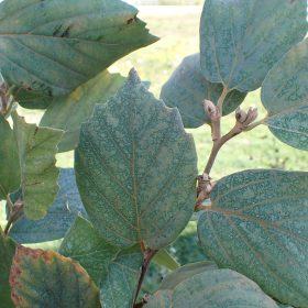 Fothergilla 'Red Licorice'