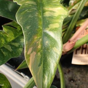 Filodendron 'Ring of Fire'