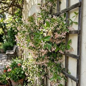 Zimzeleni jasmin 'Star of Milano'